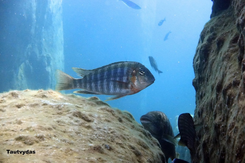 Simochromis diagramma 'Mtego Bay'